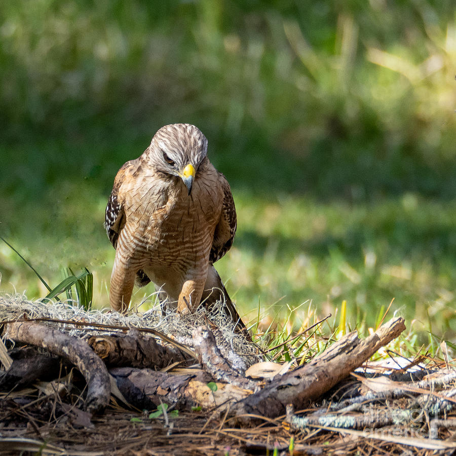 Hawk Hunting for Prey Photograph by L Bosco