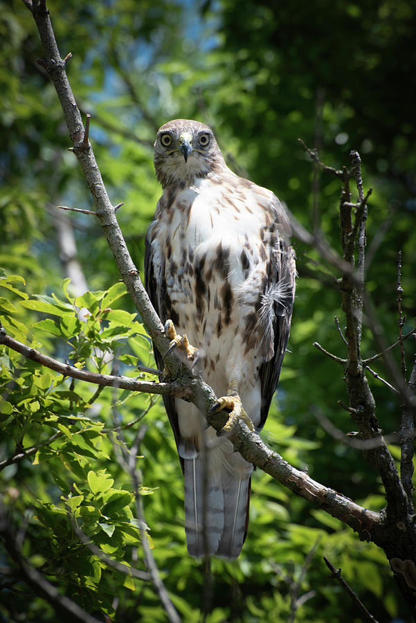Hawk-I See You Photograph by Judy Wolinsky