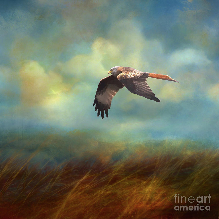 Hawk in Autumn Light Digital Art by Judi Bagwell