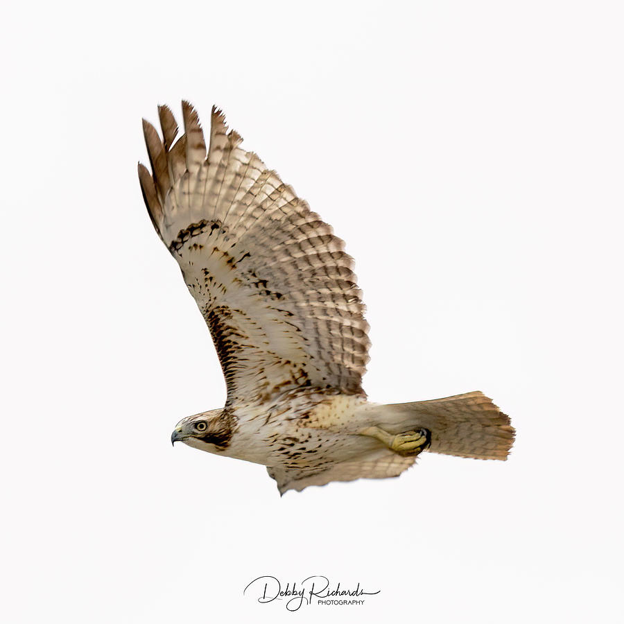 Hawk in Flight 2 Photograph by Debby Richards