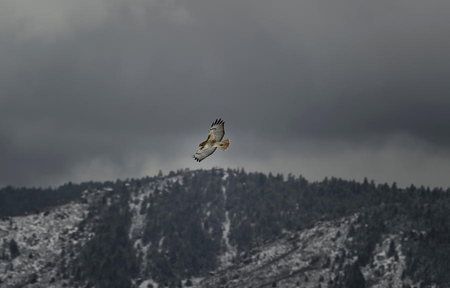 Hawk in flight Photograph by Doug Wittrock