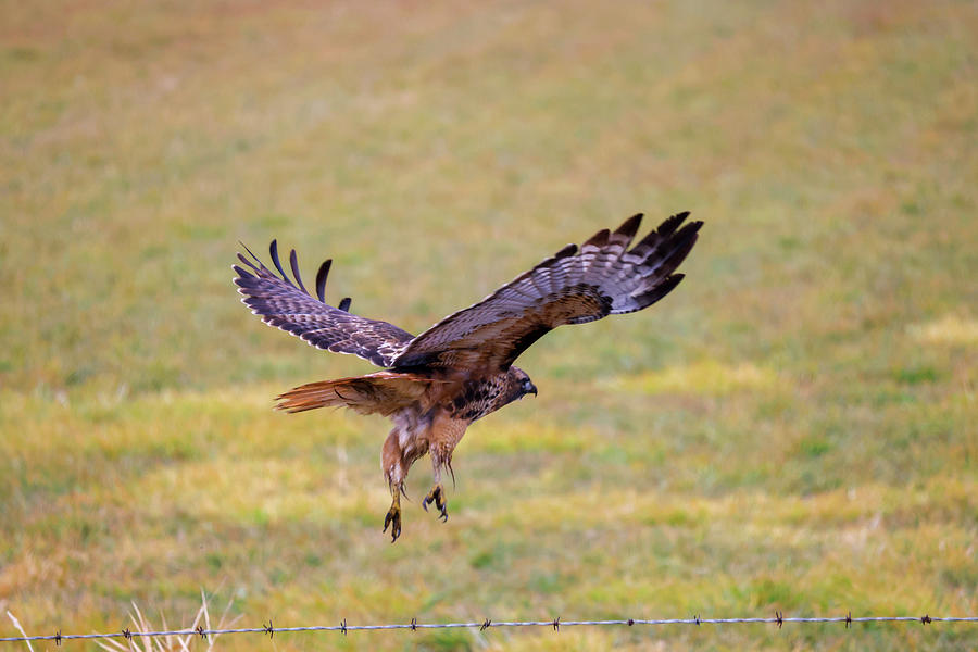 Hawk In Flight Photograph