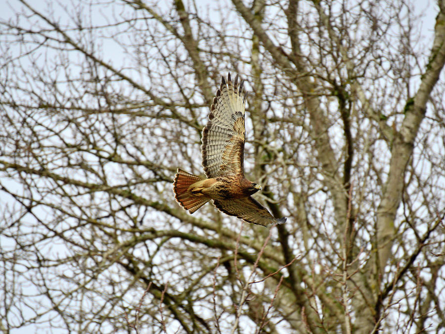 Hawk In Flight Photograph