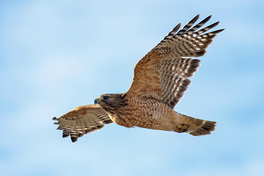 Hawk in Flight Photograph by Linda Shannon Morgan