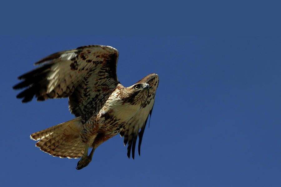 Hawk in Flight Photograph by Lorraine Devon Wilke