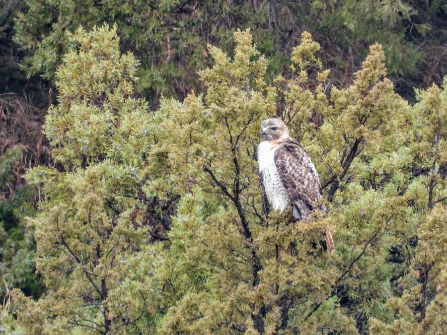 Hawk in Juniper Photograph by Amanda R Wright