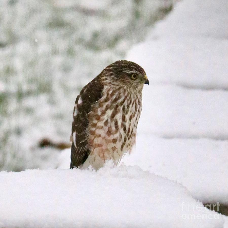Hawk in Snow Square Photograph by Carol Groenen