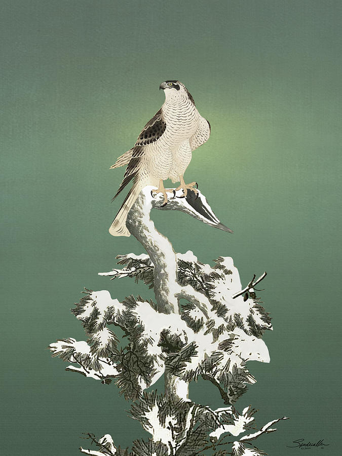 Hawk in Snowy Pine by Spadecaller Hawk in Snowy Pine by Spadecaller