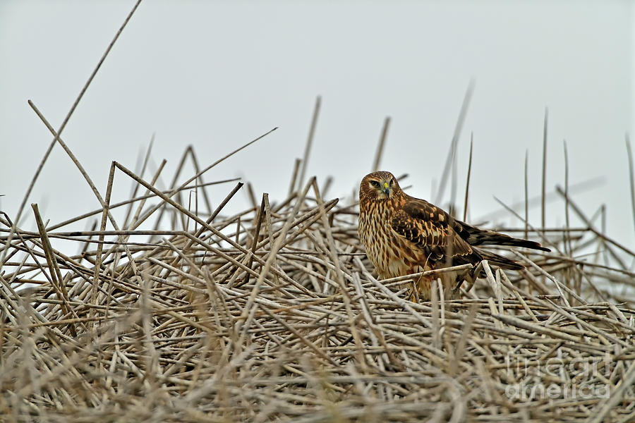 Hawk in the Nest Photograph by Amazing Action Photo Video