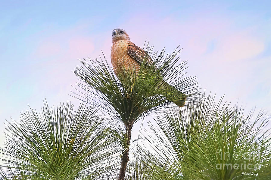 Hawk In The Pine Photograph by Deborah Benoit