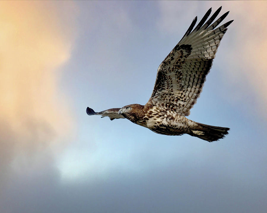 Hawk in the Sky Photograph by Rebecca Cozart