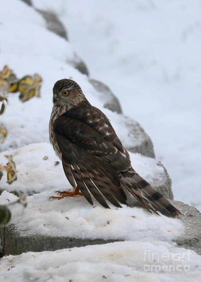 Hawk in the Snow Photograph by Carol Groenen
