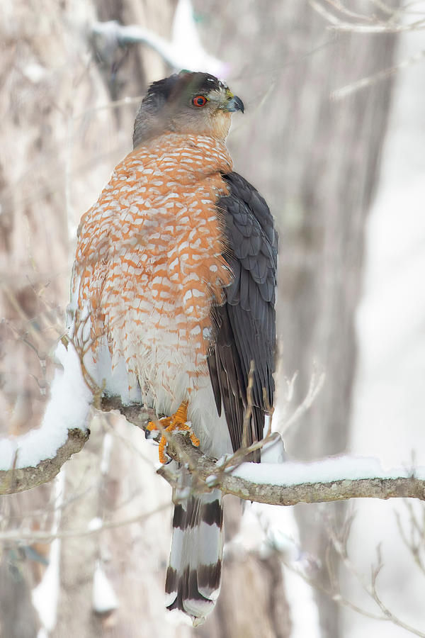 Hawk in the Snow Photograph by Gina Fitzhugh