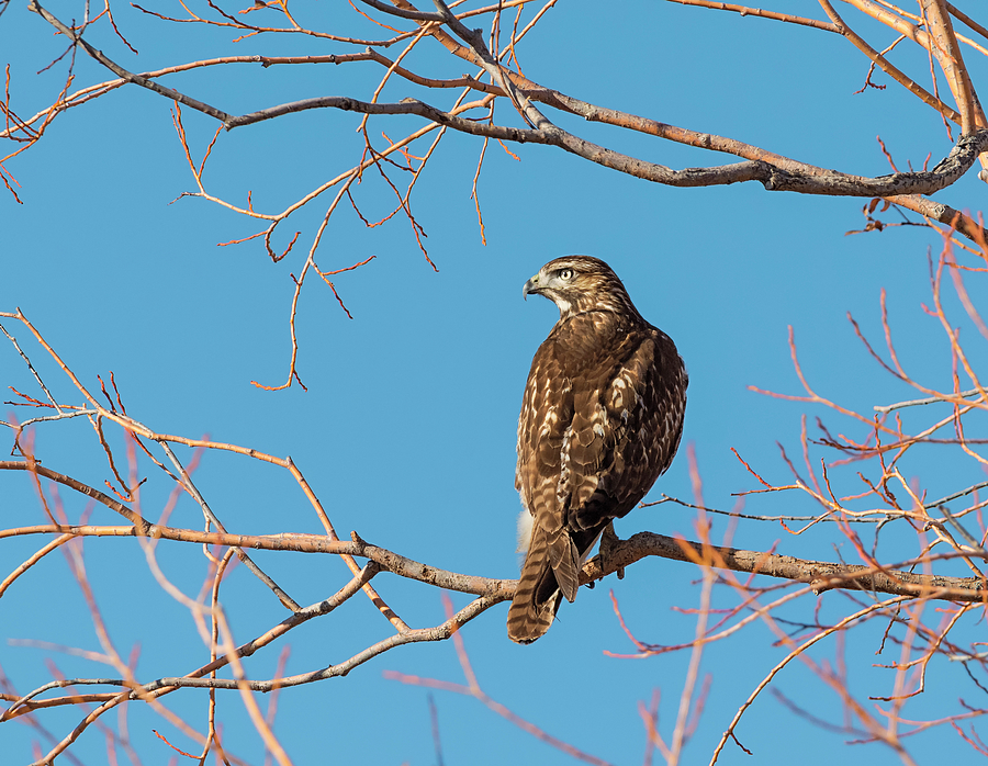 Hawk in the Willows Photograph by Loree Johnson