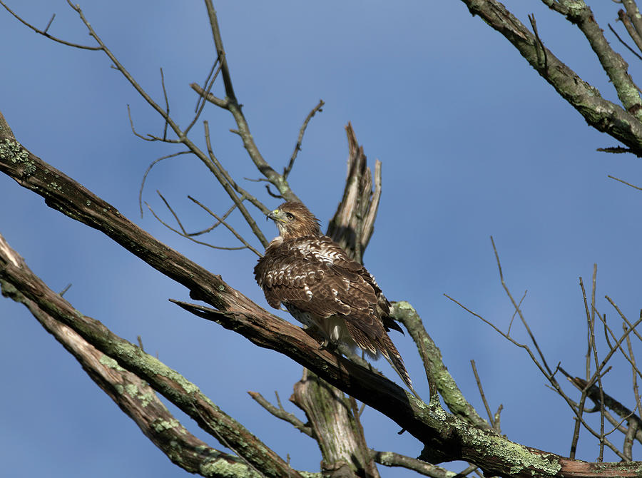 Hawk in Tree Photograph by Paul Ross