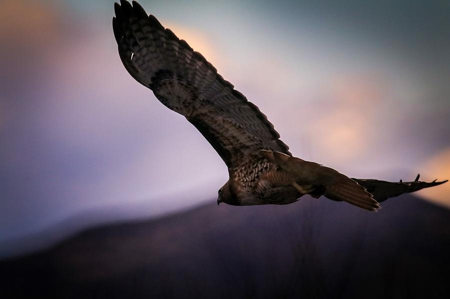 Hawk Photograph by Dr Janine Williams