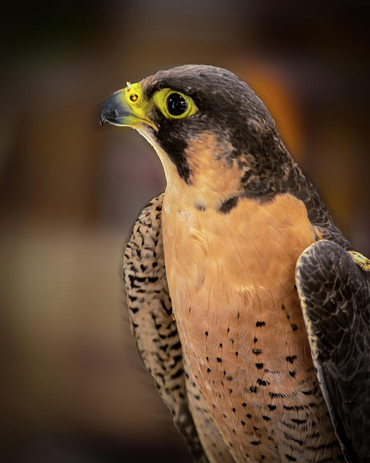 Hawk by Jeffrey Jensen Hawk by Jeffrey Jensen