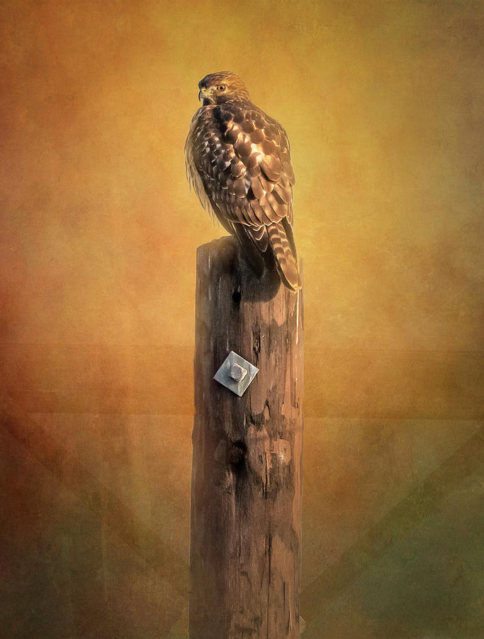 Hawk Photograph by Joan Carroll