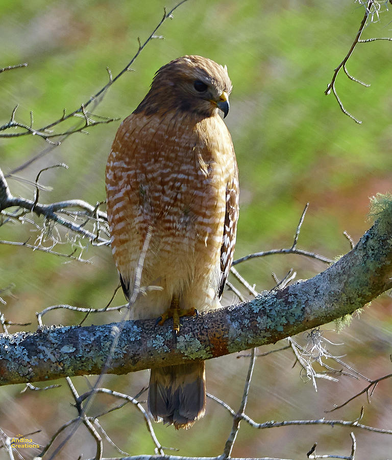 Hawk Photograph by Juan Pablo Leiva - Fine Art America