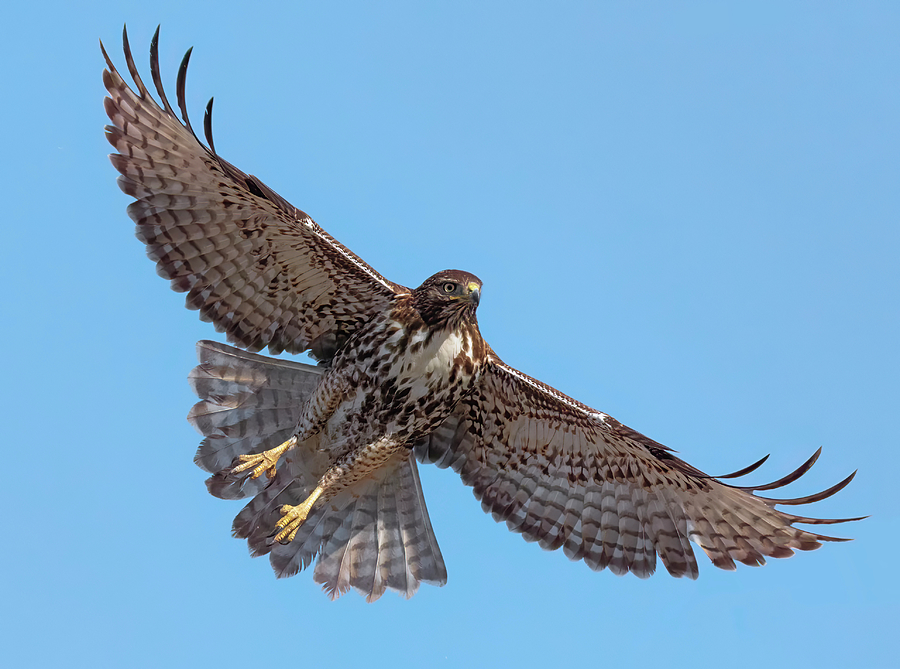 Hawk Launch Photograph by Loree Johnson