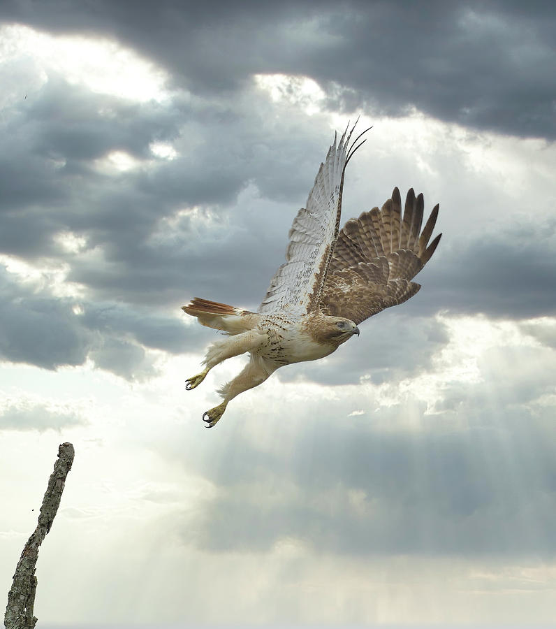 Hawk Leaps to Heavens Photograph by William Jobes