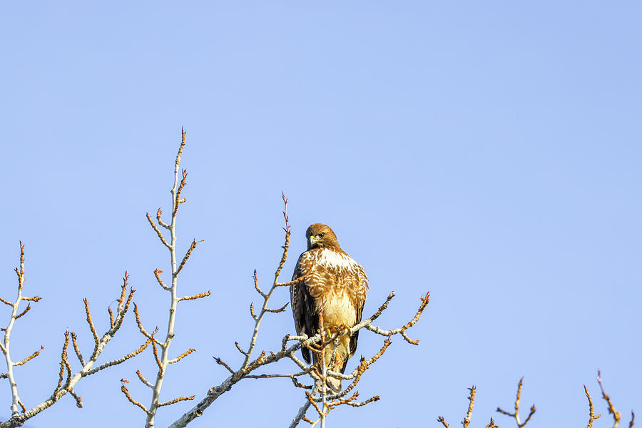 Hawk Looking Down From A Bare Tree Photograph