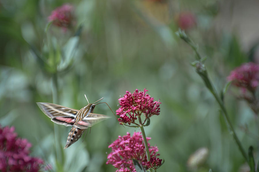 Hawk Moth Photograph by Linda Villers