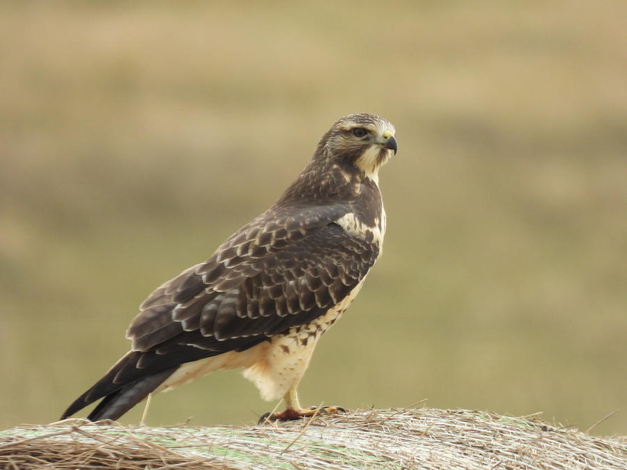 Hawk on a Bale Photograph by Amanda R Wright