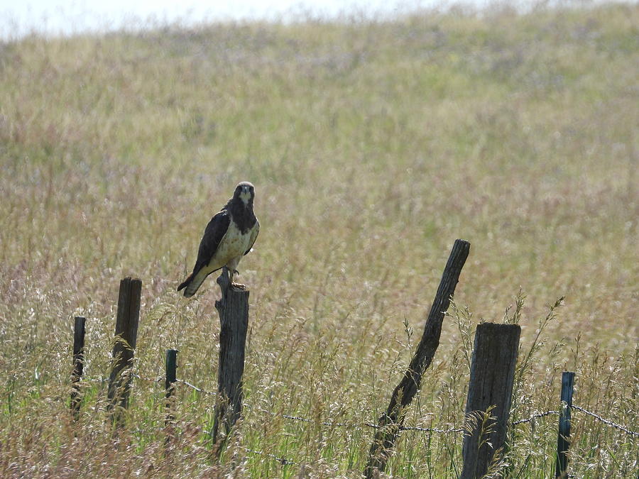 Hawk on a Fence 1 Photograph by Amanda R Wright