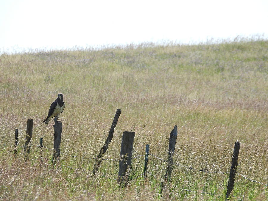 Hawk on a Fence 2 Photograph by Amanda R Wright