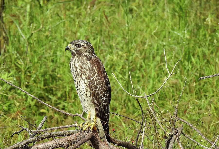 Hawk On Branch Photograph By Suzanne Torres - Fine Art America