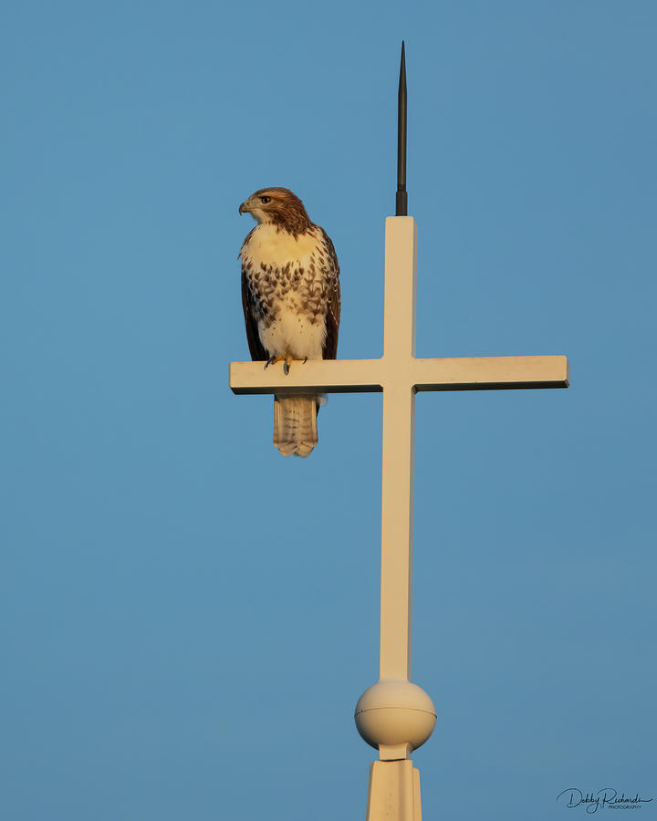 Hawk on cross at sunrise Photograph by Debby Richards