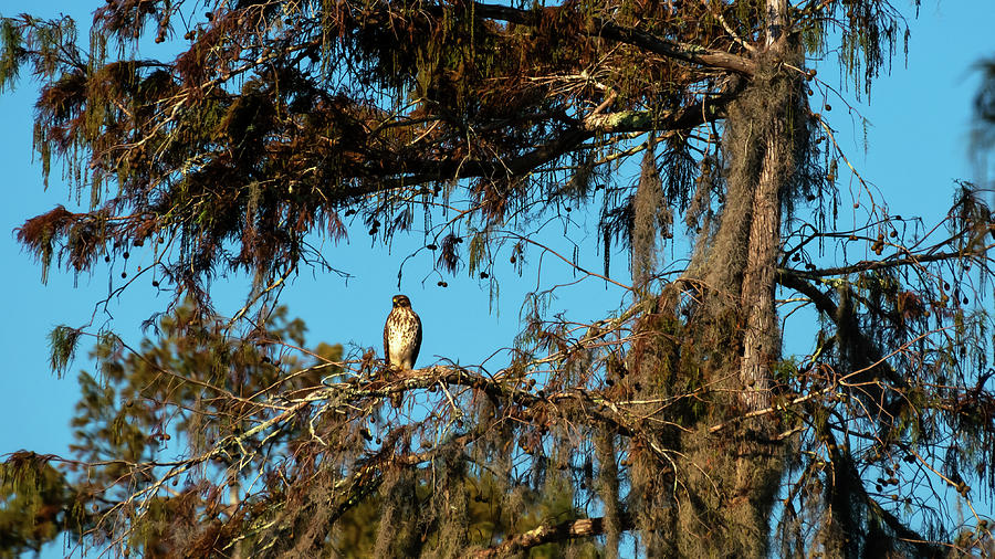 Hawk on Lake Martin Photograph by Travel Quest Photography