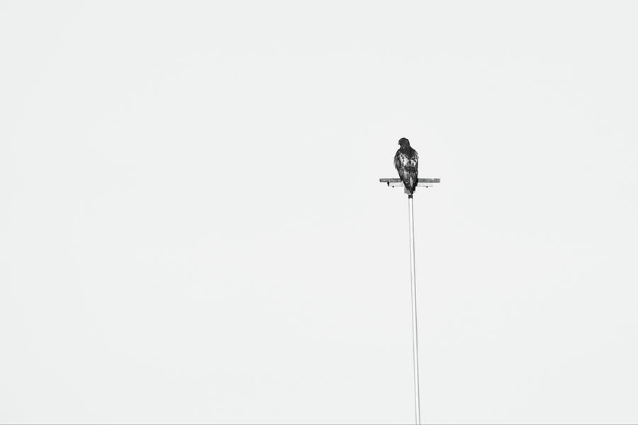 Hawk on Light Post Minimalism Black and White Photograph by Gaby Ethington