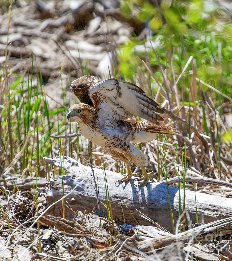 Hawk on Log Photograph by Shirley Dutchkowski Hawk on Log Photograph by Shirley Dutchkowski