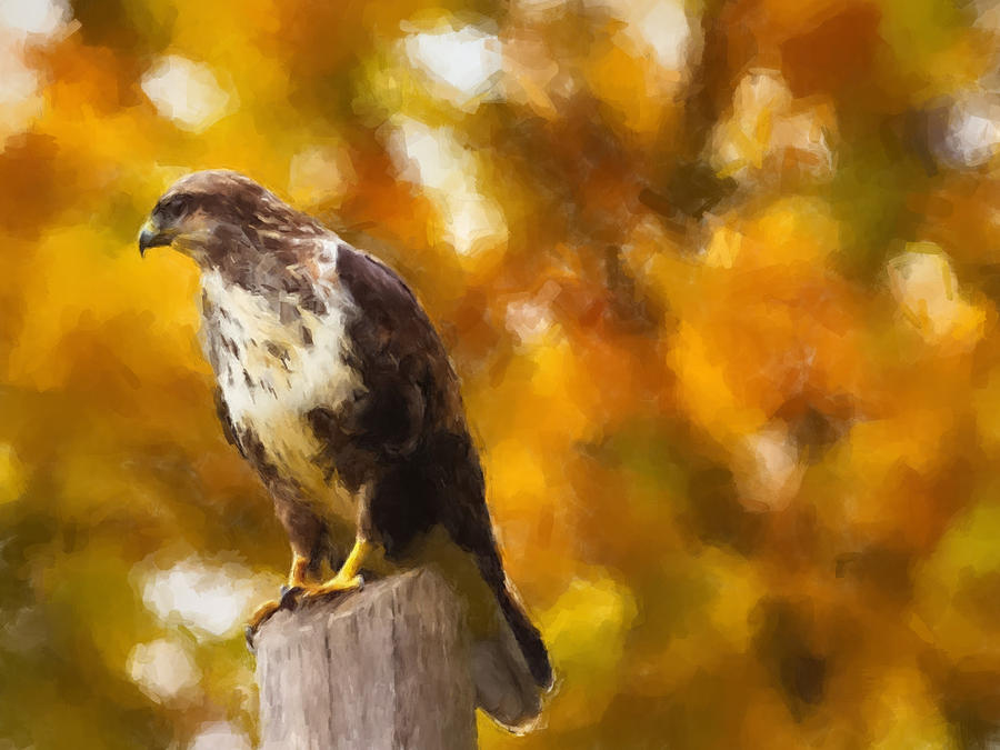 Hawk on Morning Watch Painting by Gary Arnold
