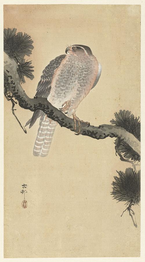 Hawk On Pine Branch 1900 1930 Ohara Koson Japanese 1877 1945 Painting