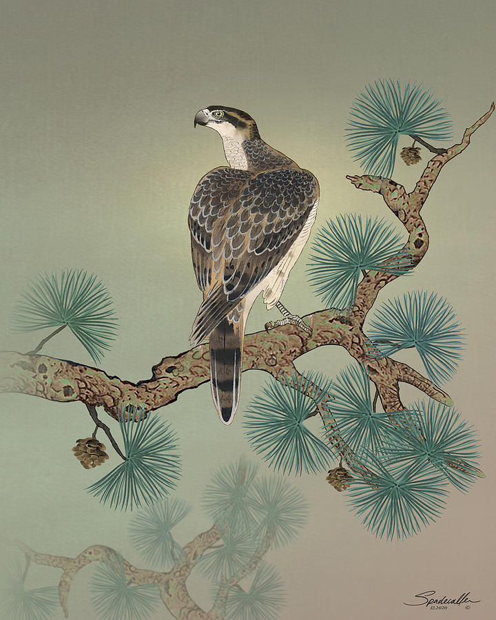 Hawk on Pine Tree Digital Art by M Spadecaller