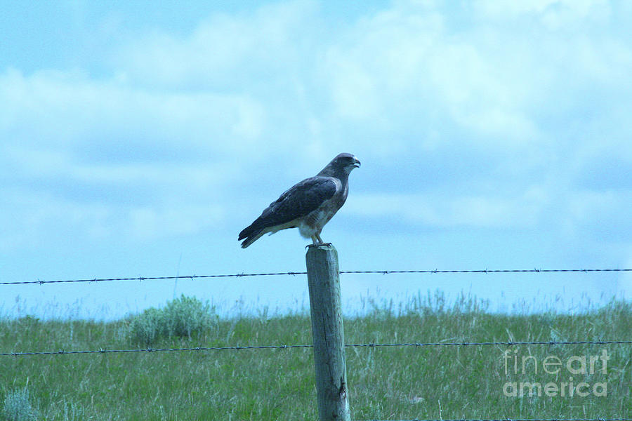 Hawk on Post Photograph by Mary Mikawoz