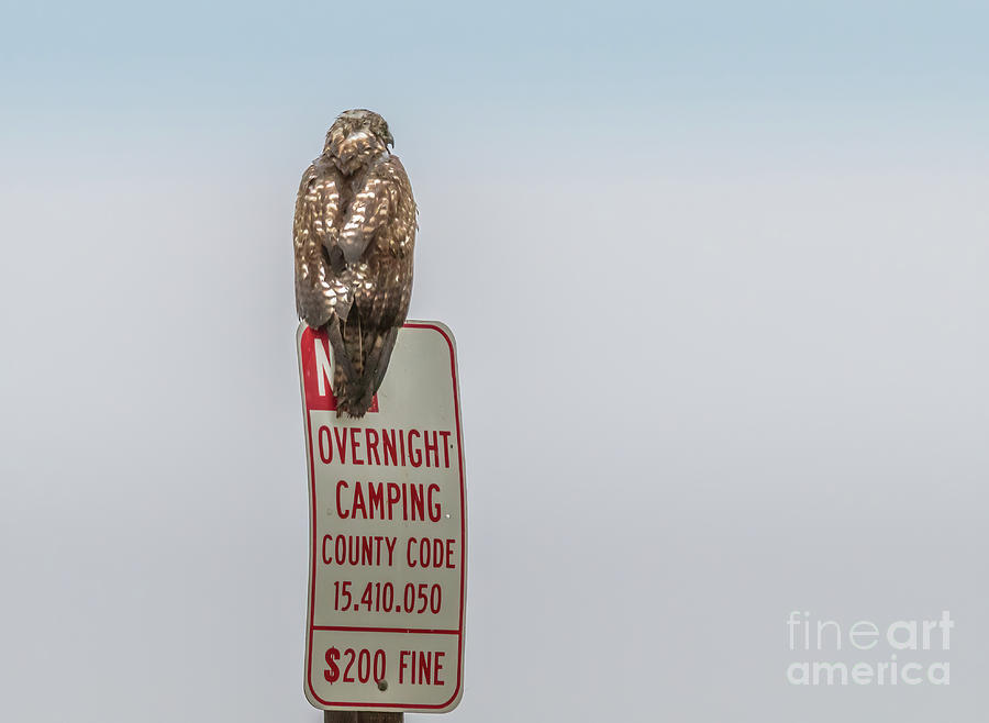 Hawk Photograph - Hawk on Sign  7A9792 by Stephen Parker