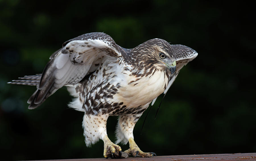 Hawk on Table Photograph by Michael Hubley