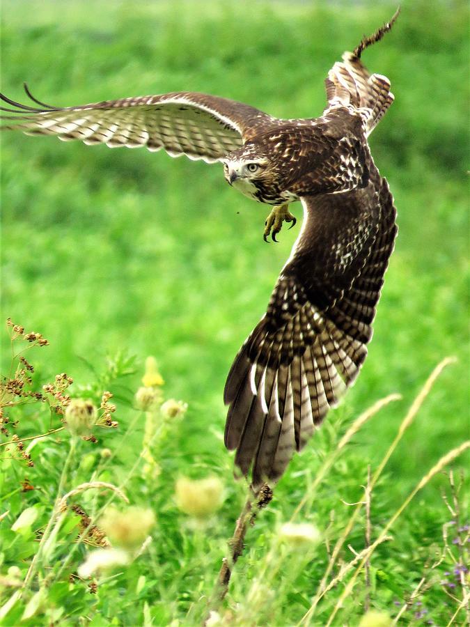 Hawk on Take Off  Photograph by Lori Frisch