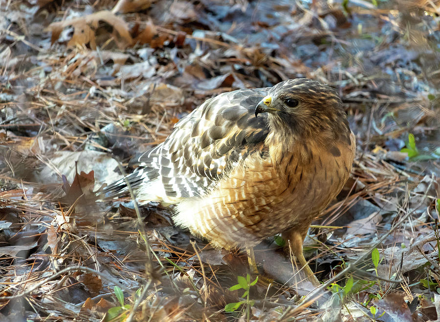 Nature Photograph - Hawk on the Forest Floor by Rick Nelson