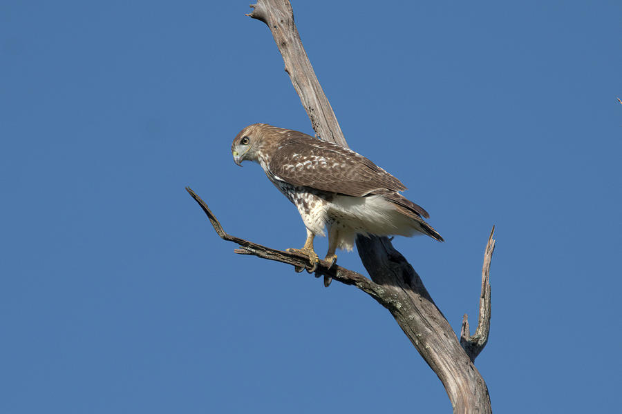 Hawk on the hunt Photograph by Paul Ross