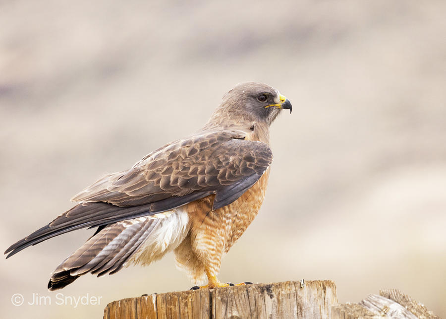 Hawk on Watch Photograph by Jim Snyder