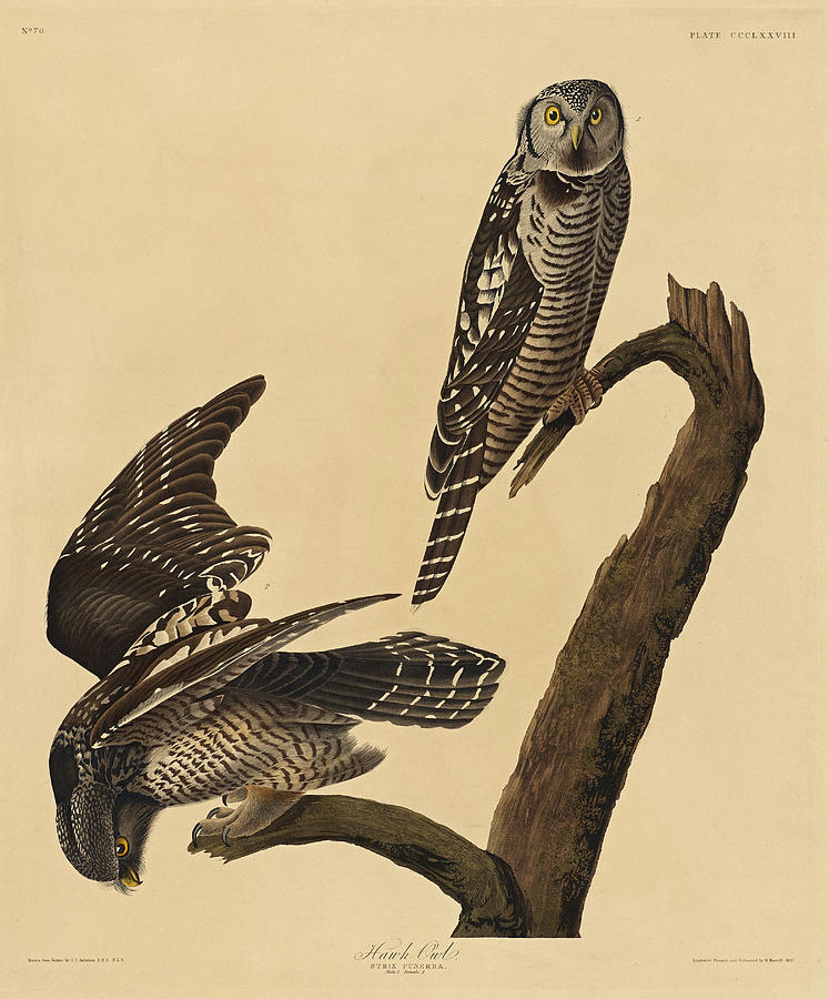Robert Havell Drawing - Hawk Owl by Robert Havell
