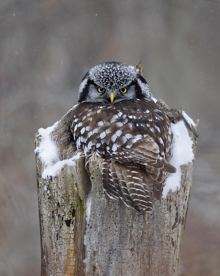 Hawk Owl Photograph by Timothy McIntyre
