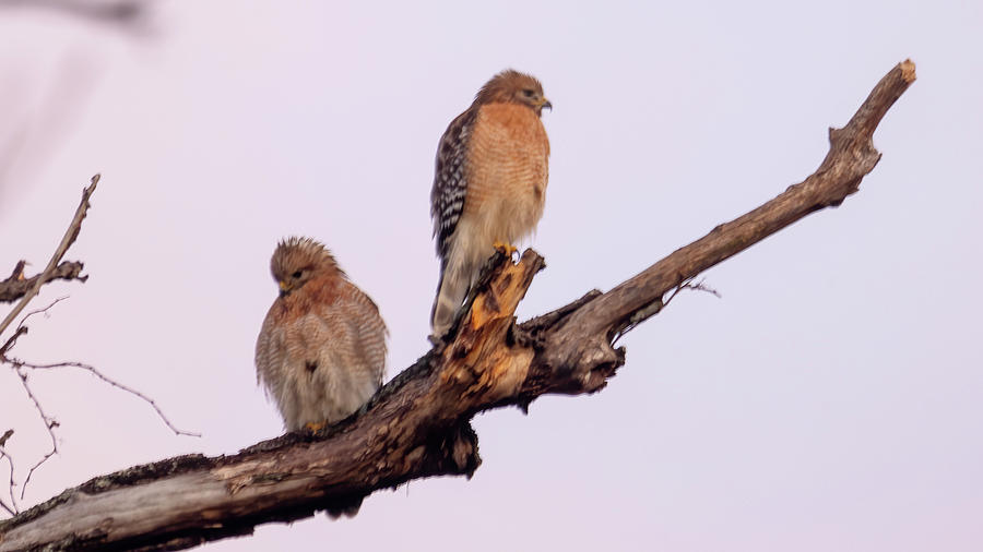 Hawk Pair Photograph by Debby Richards