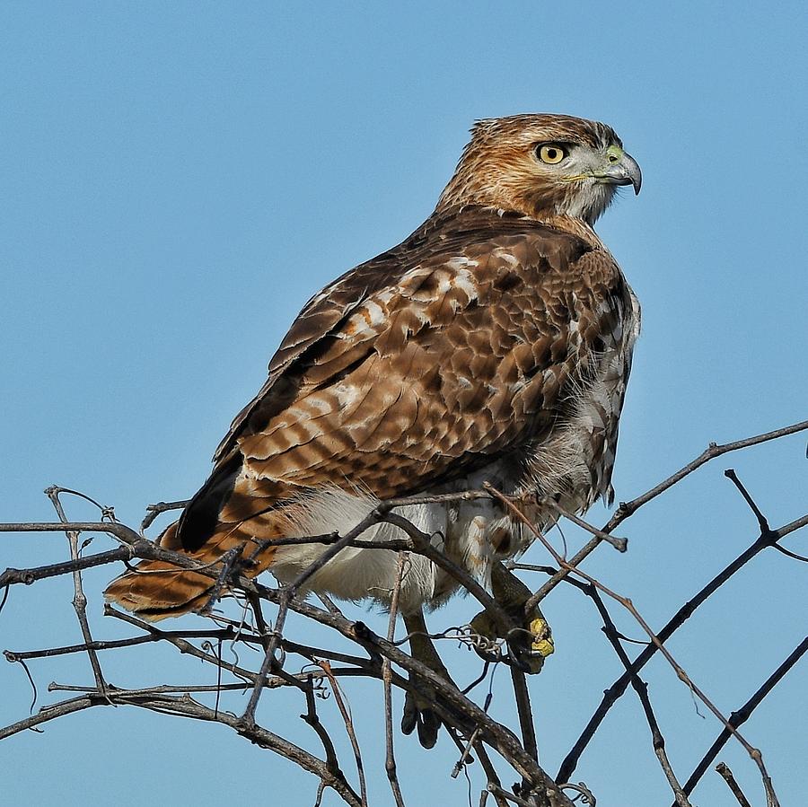 Hawk pose Photograph by Ken Lawrence - Fine Art America