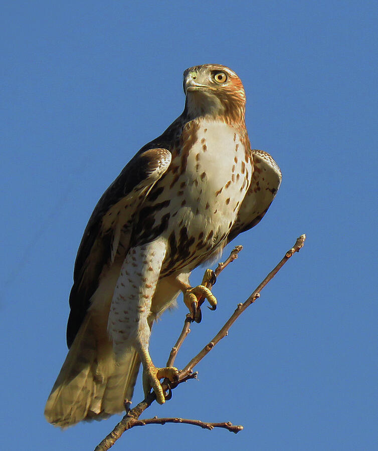 Hawk Photograph by Rebecca Grzenda - Fine Art America